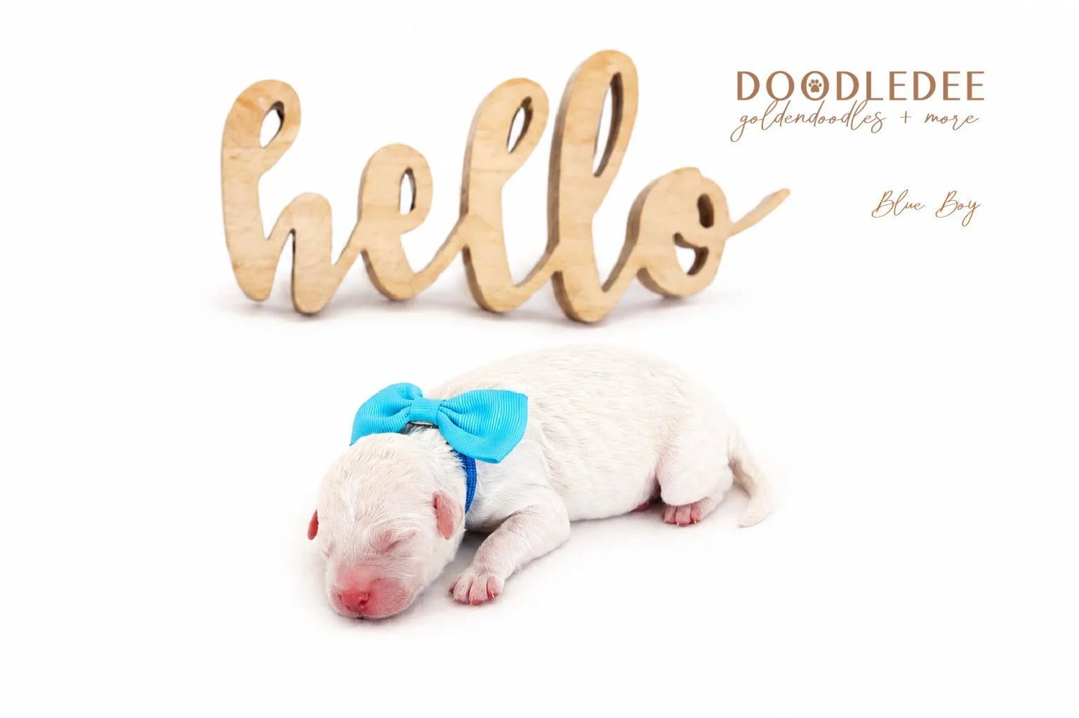 Mini English Goldendoodles