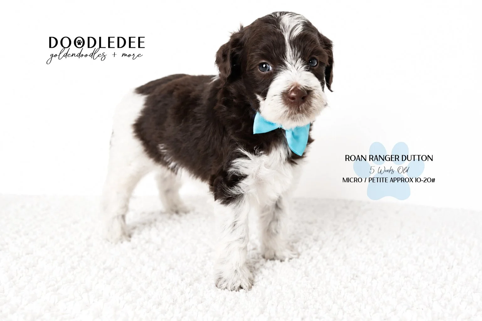 Chocolate Roan English Goldendoodle Stud