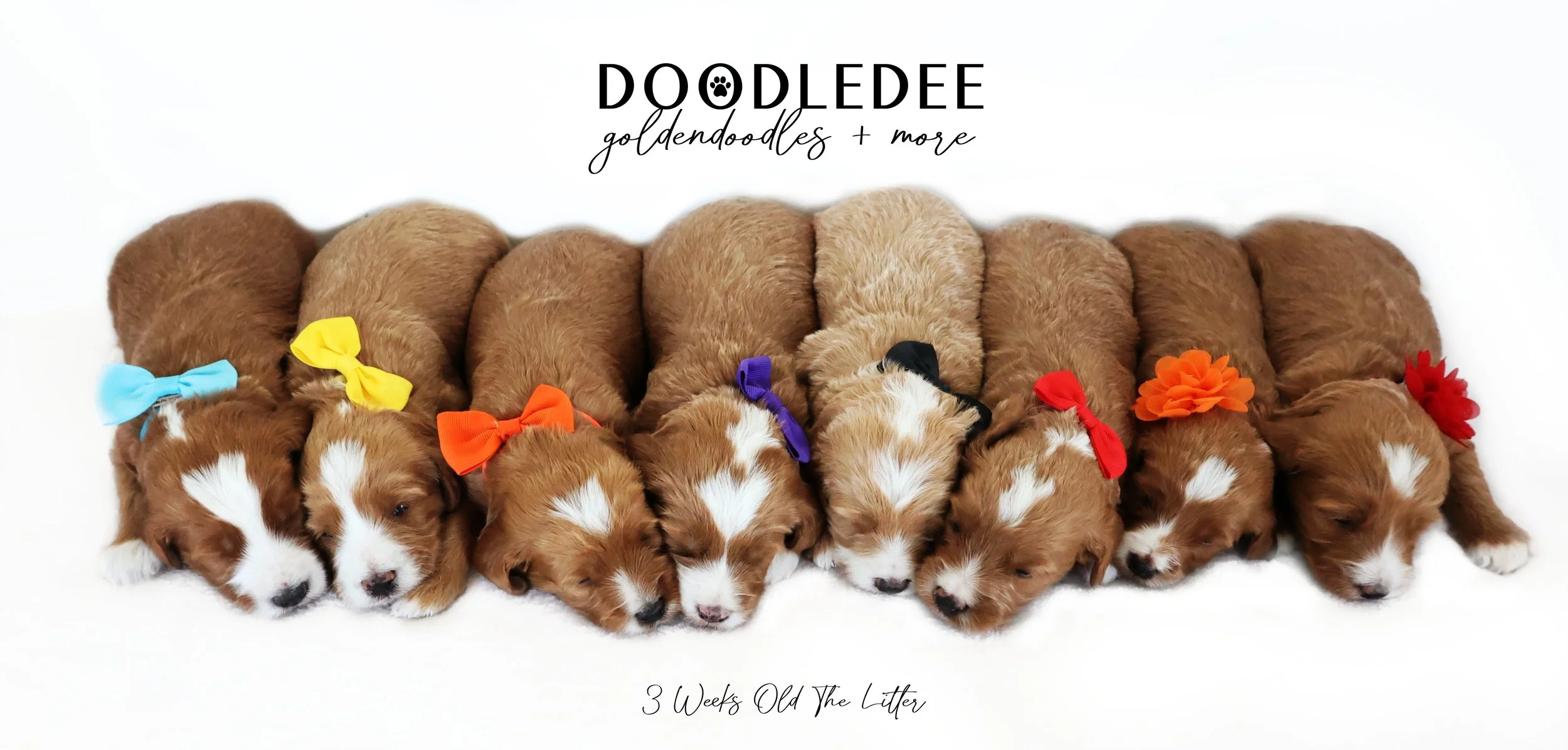 Mini English Goldendoodle Puppies