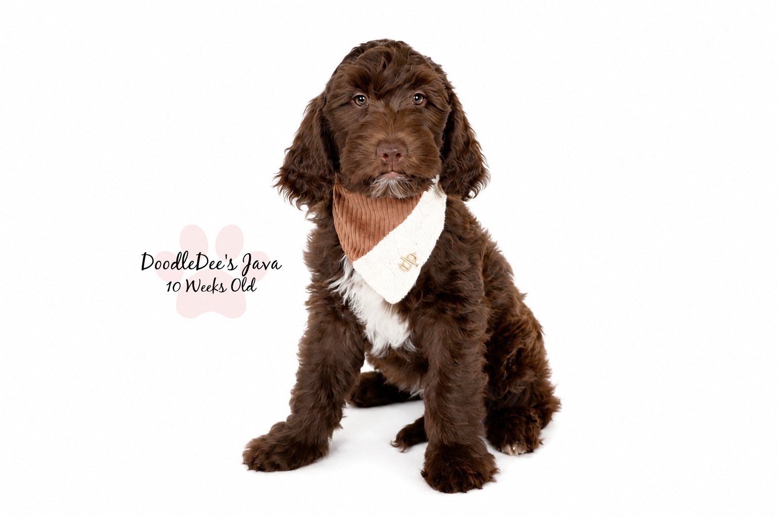 Medium English Goldendoodle