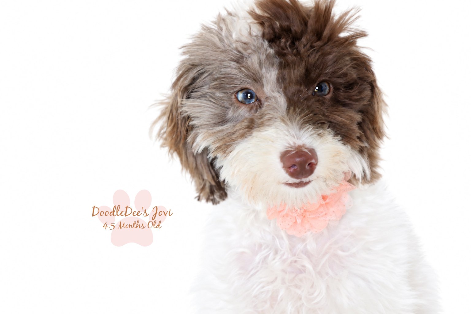 Micro Mini English Goldendoodle | 4.5 months Old 5.4 lbs