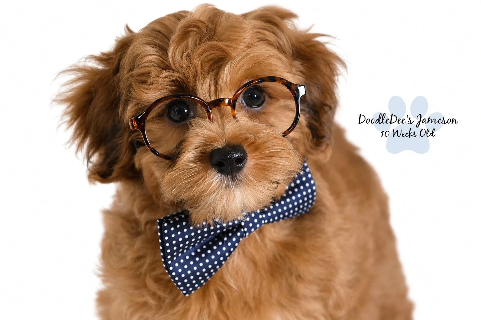 Micro Mini Sable English Goldendoodle