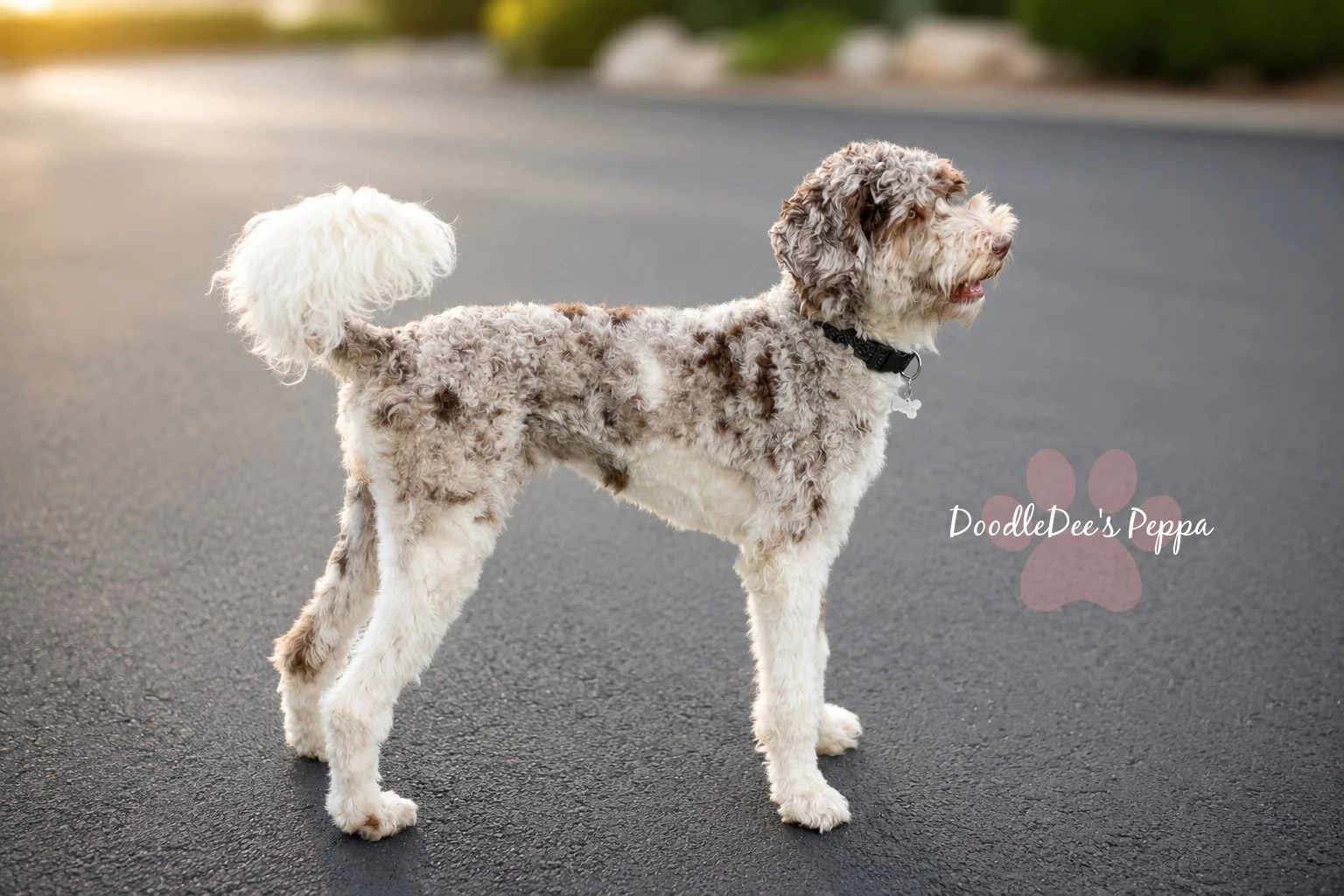Chocolate Merle English Goldendoodle