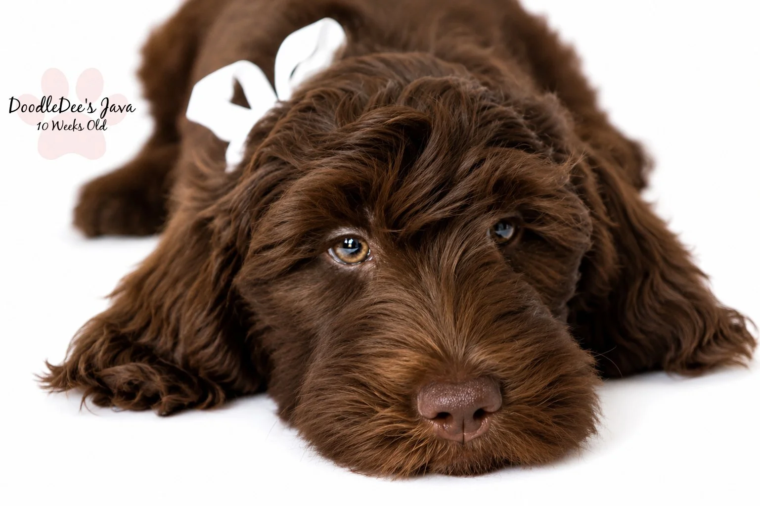 Medium English Goldendoodle