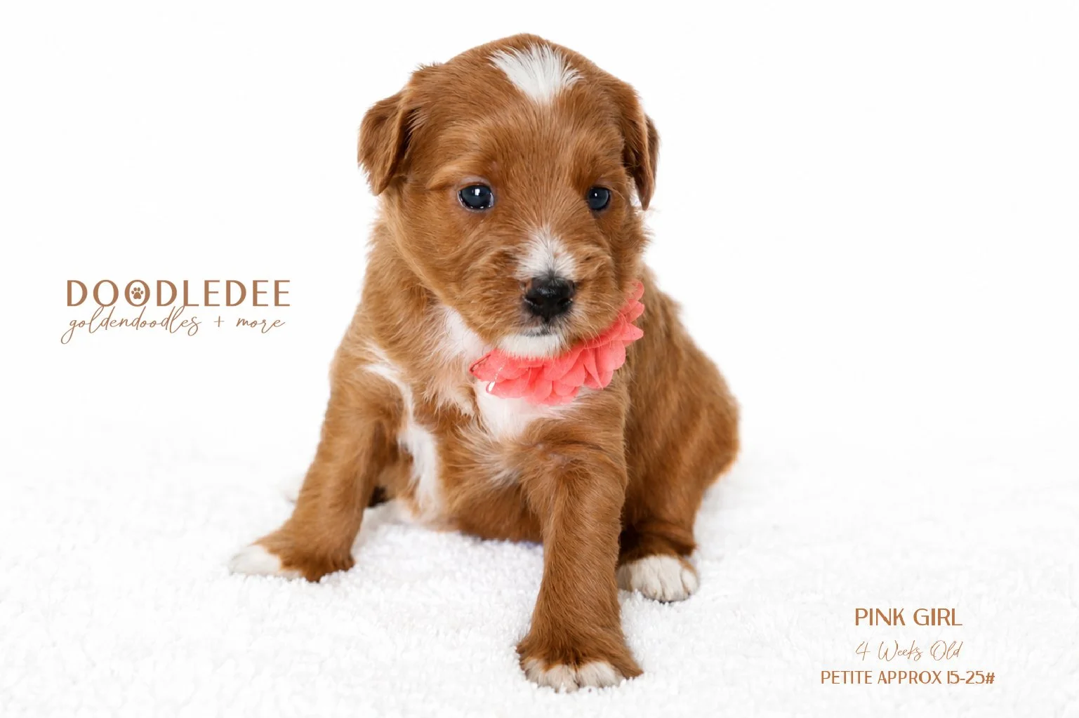 Petite English Goldendoodle AVAILABLE $3,500