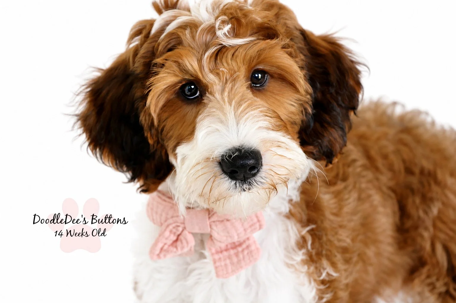 Sable Bernedoodle- Buttons 14 Weeks Old 
15 Lbs