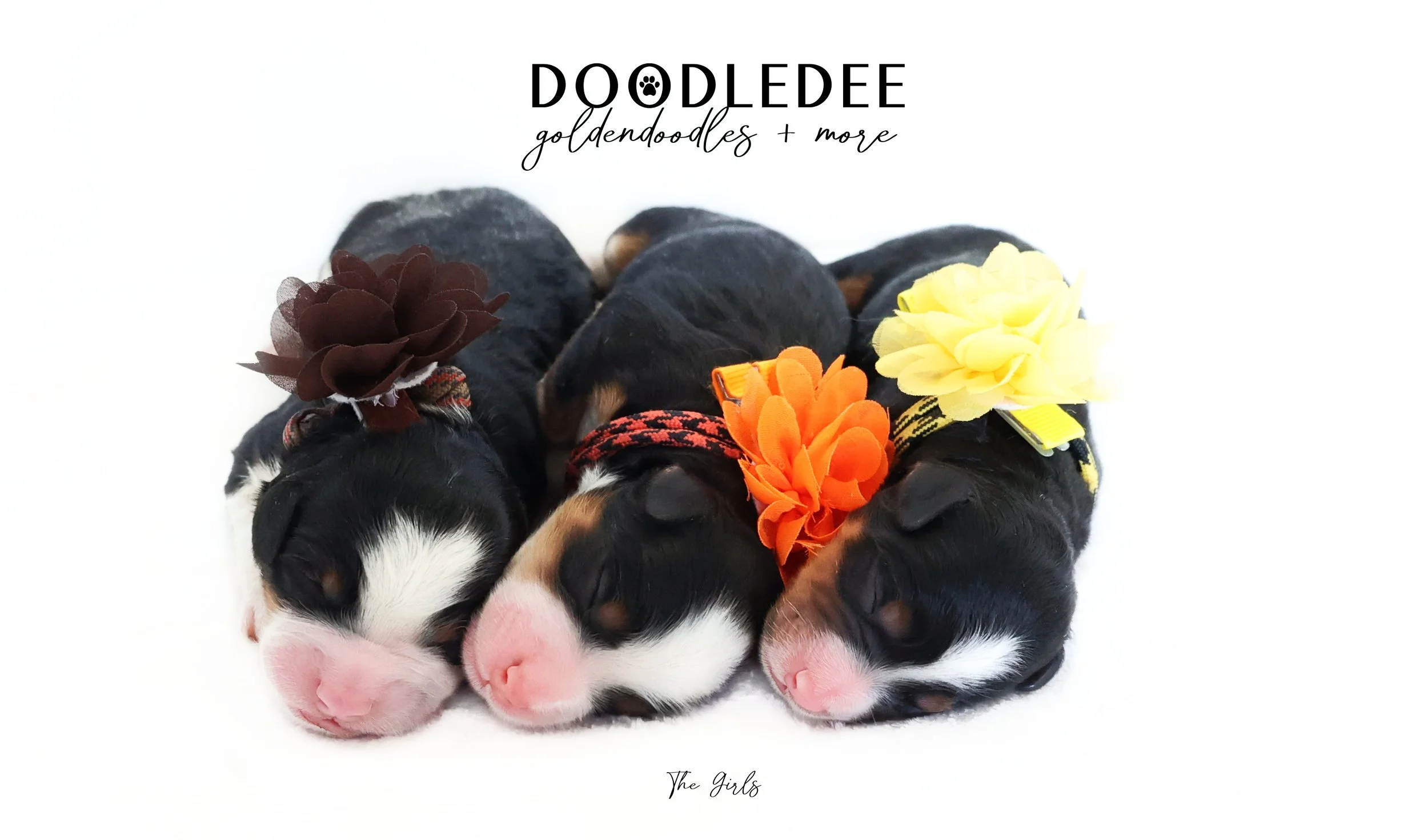 Mini Bernedoodle Puppies