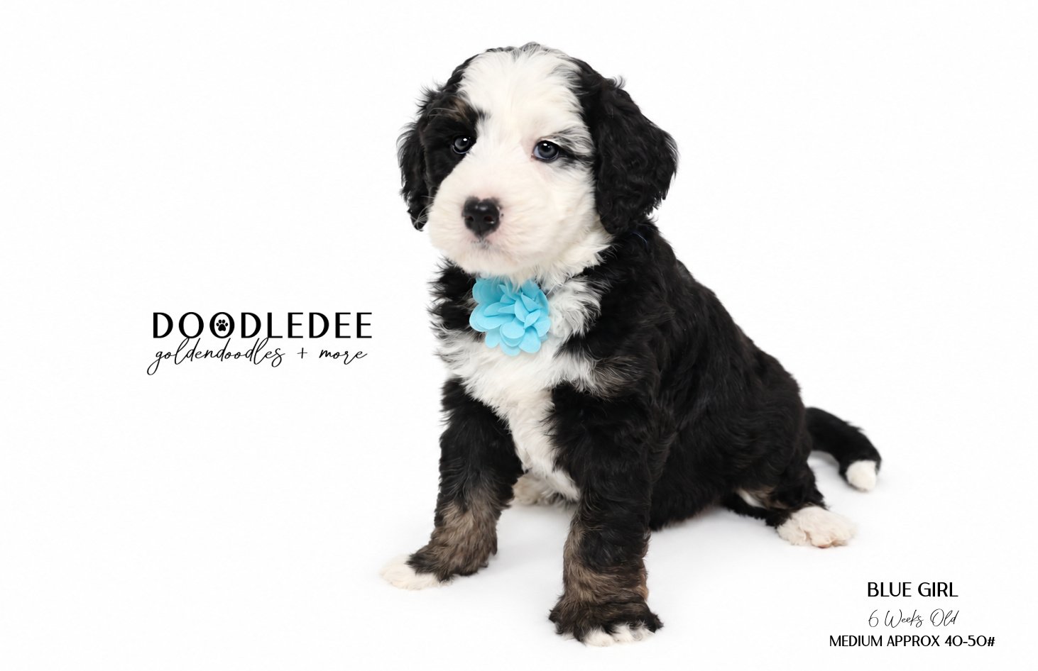 Medium Bernedoodle | AVAILABLE $3,500