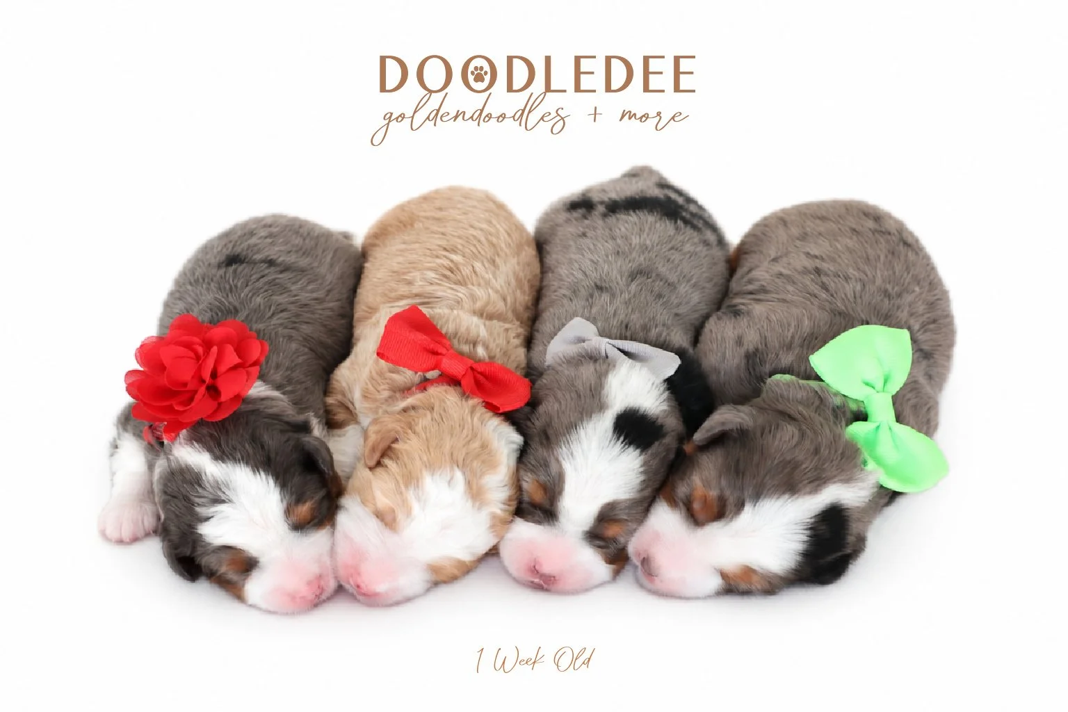Micro Mini Bernedoodle Puppies | Petite Bernedoodle Puppies