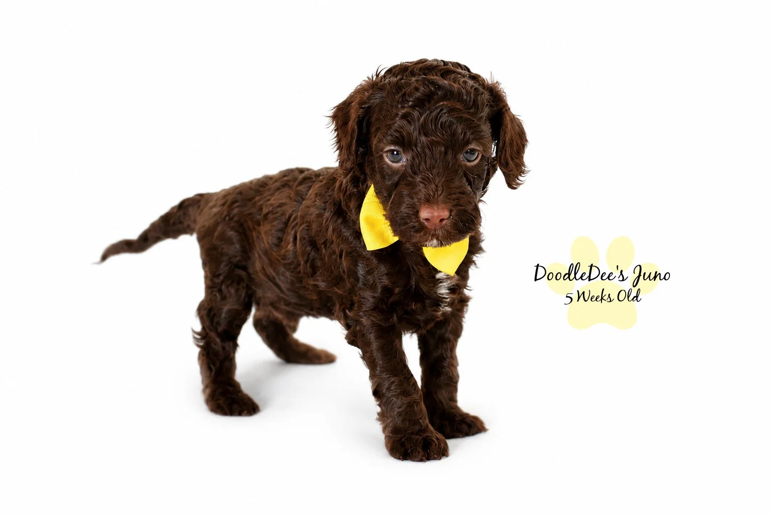 Micro Mini English Goldendoodles BREEDER HOLD