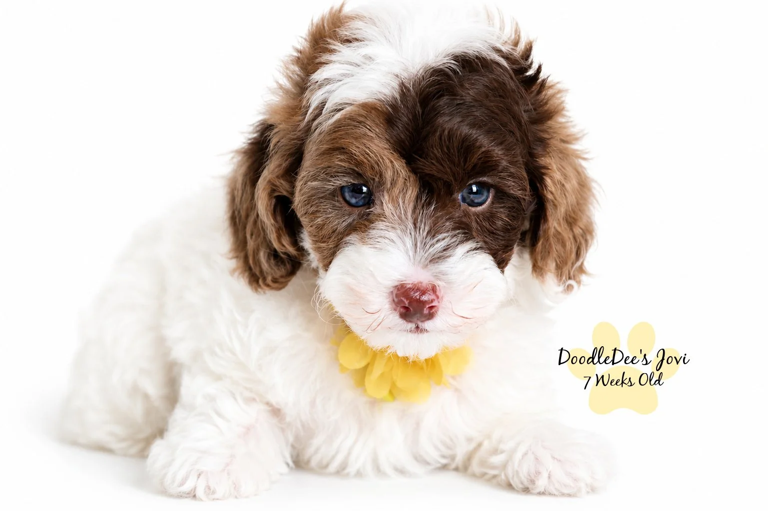 Micro Mini English Goldendoodle