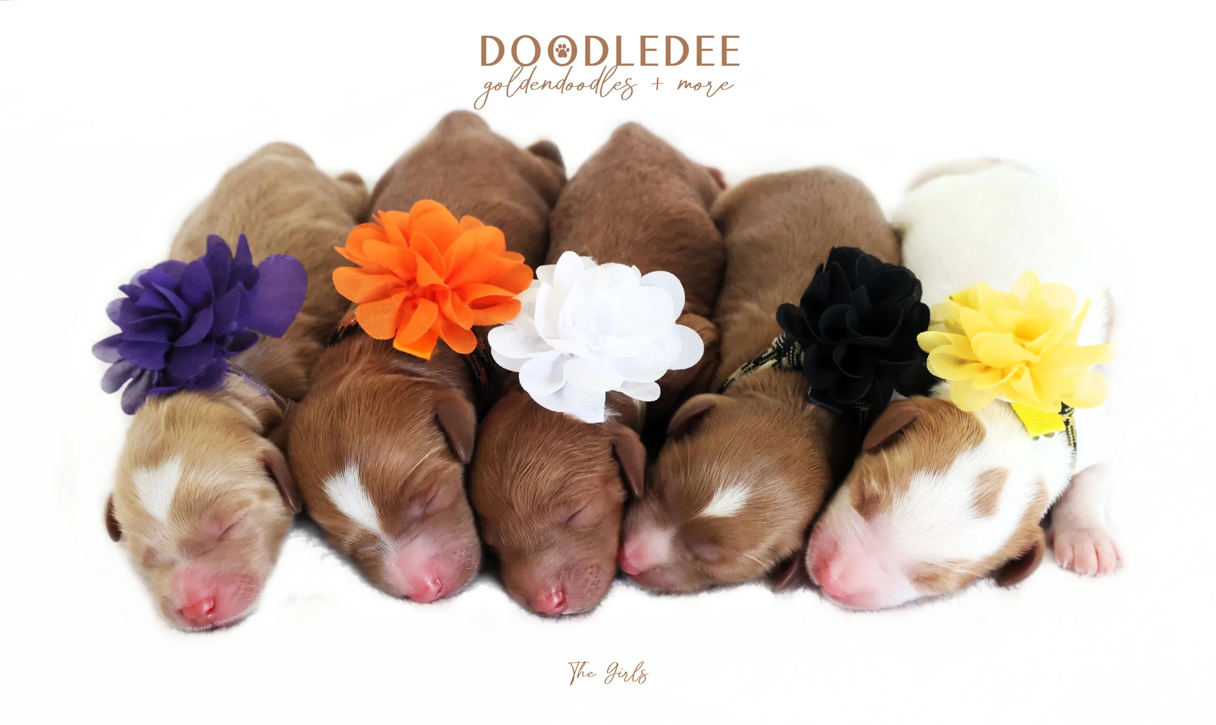 English Goldendoodle Puppies- The Girls
