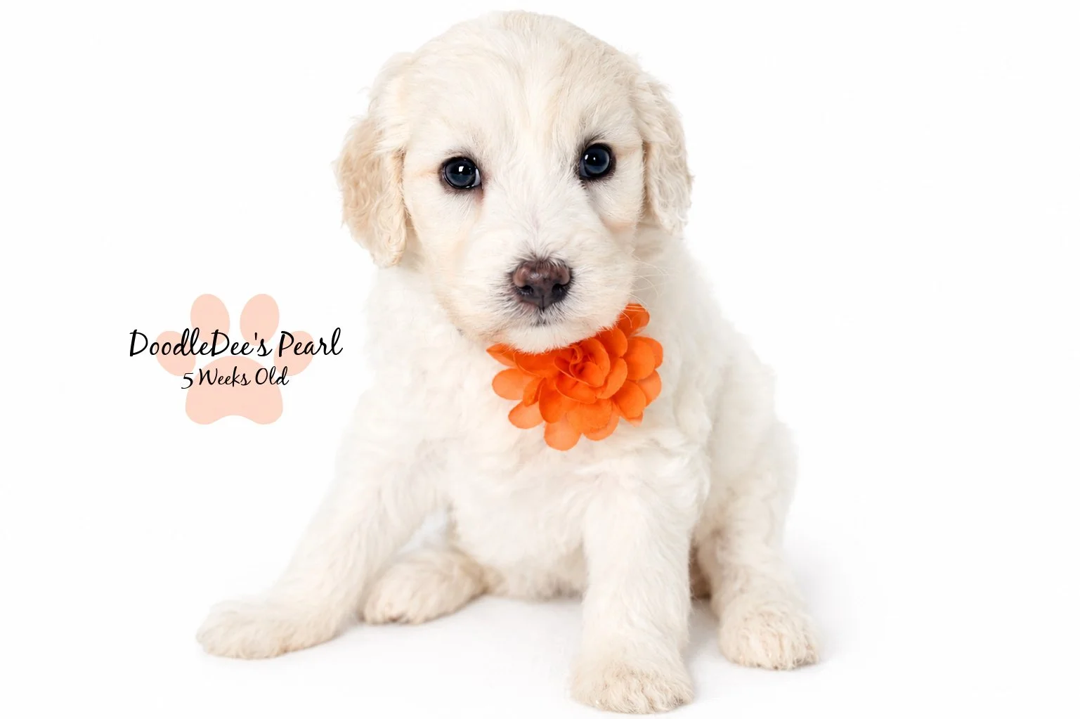 Mini English Cream Goldendoodle