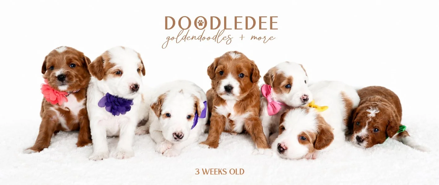 Mini English Goldendoodle Puppies