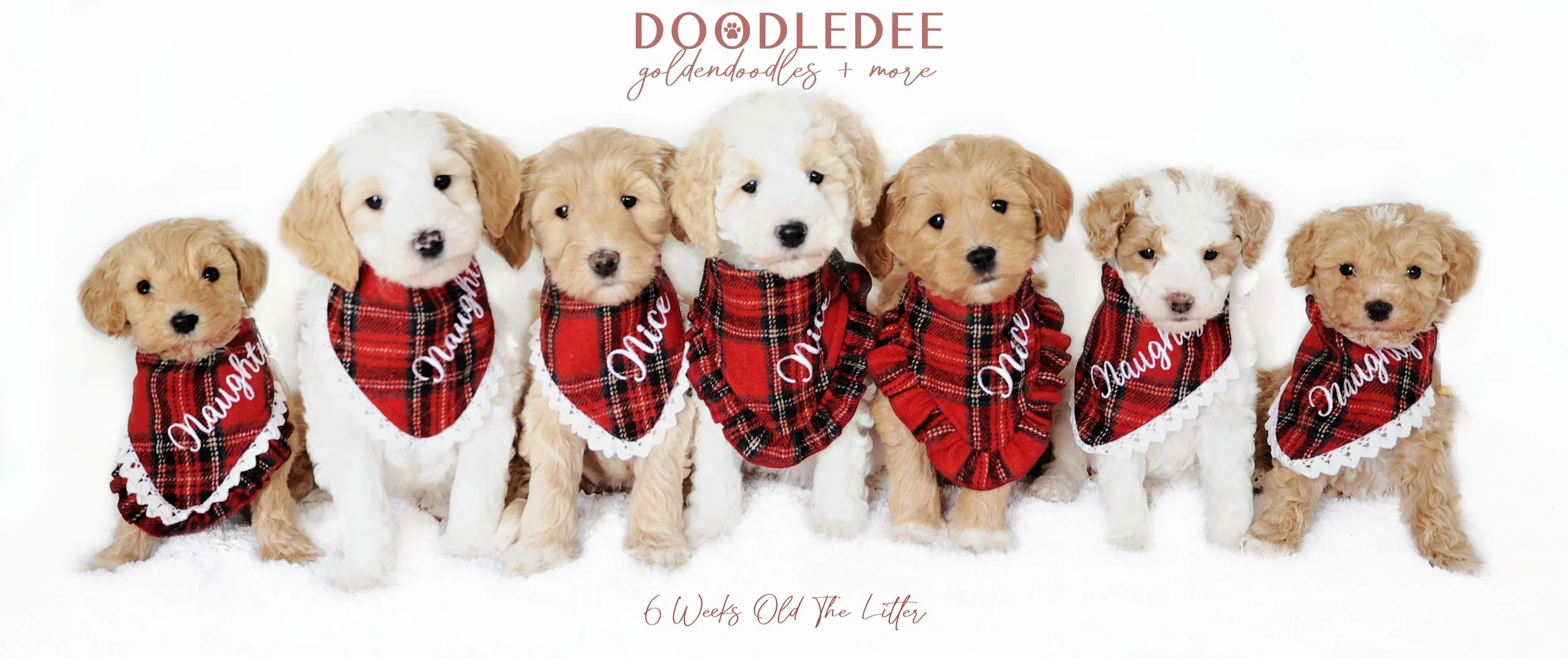 Duffy PAST Puppies
