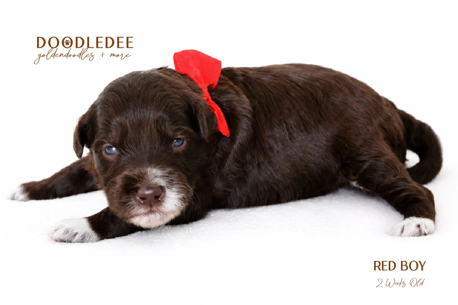 Micro MIni & Petite English Goldendoodles