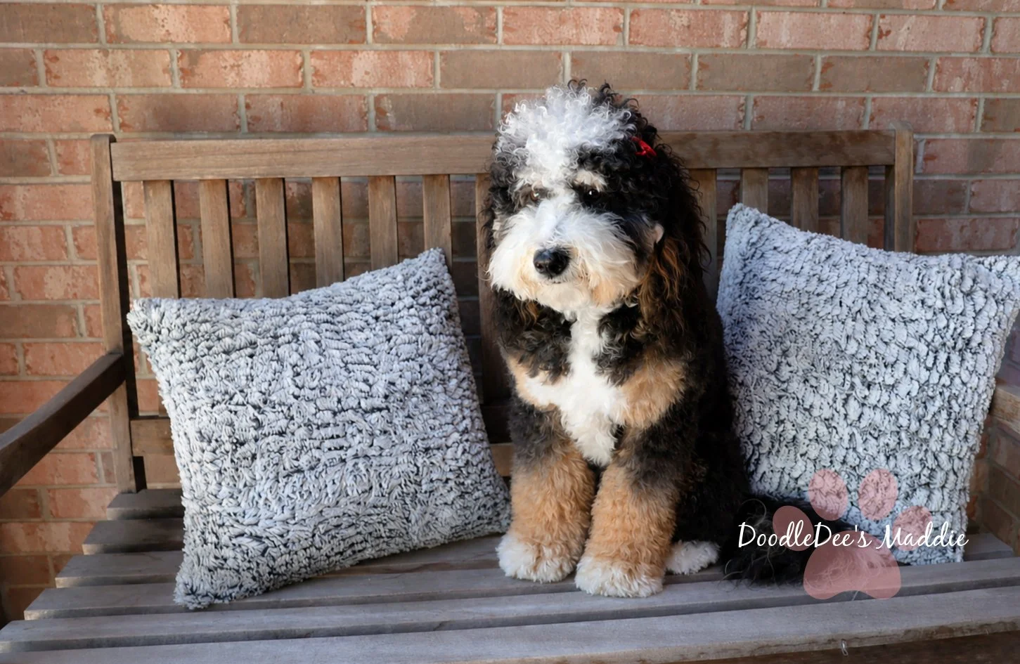 Maddie- Petite Bernedoodle