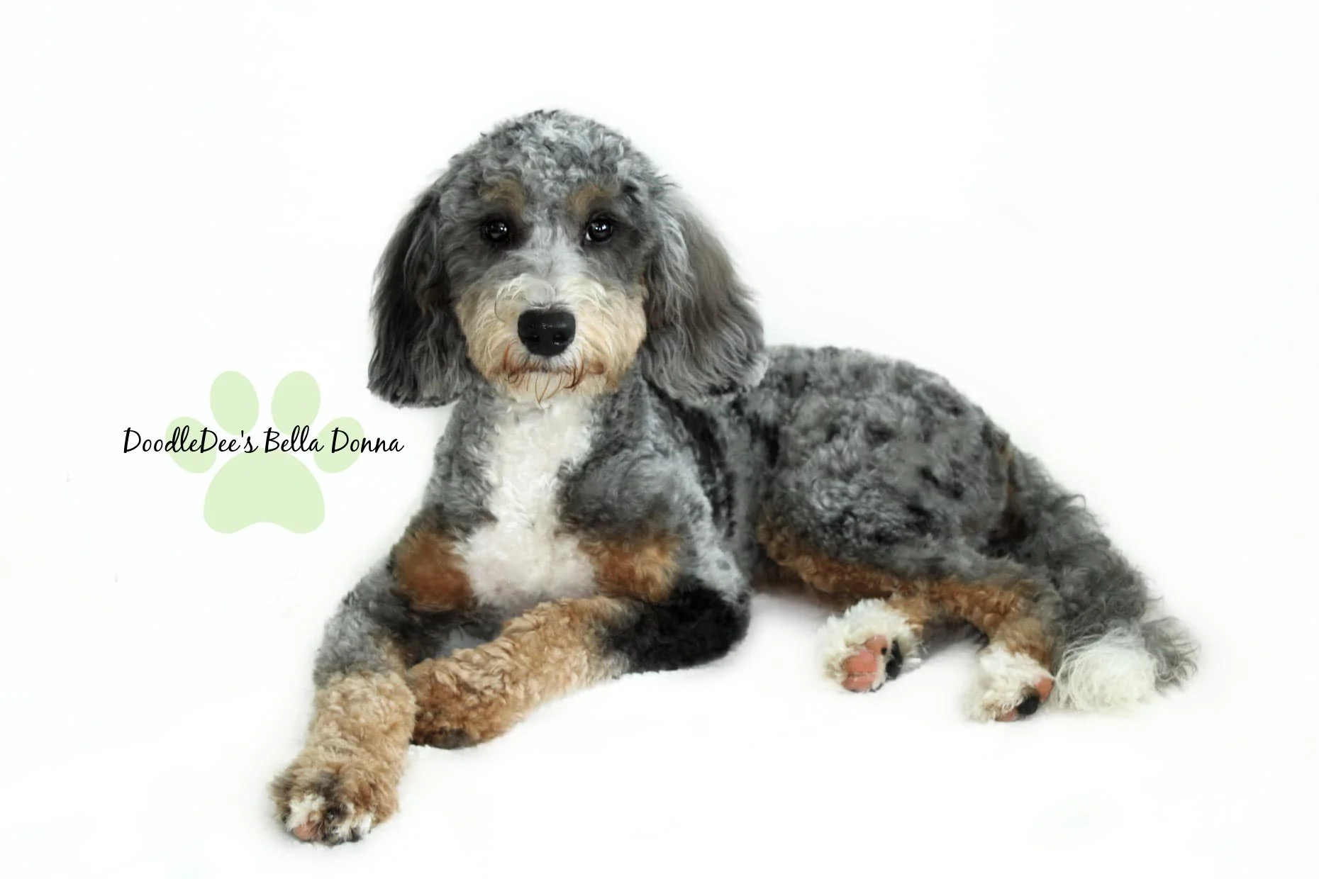 Bella Donna- F1B Mini Bernedoodle 35#