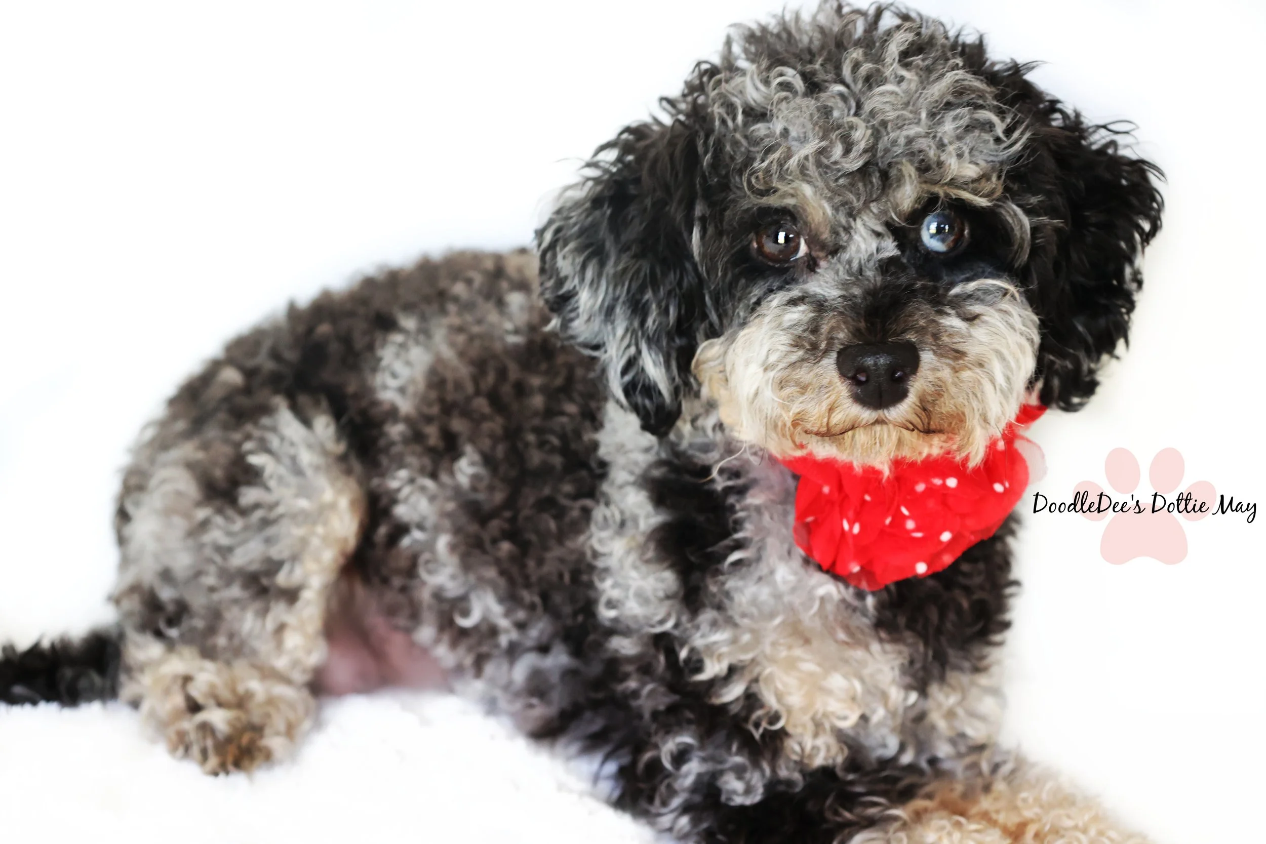 Phantom Merle Toy Poodle