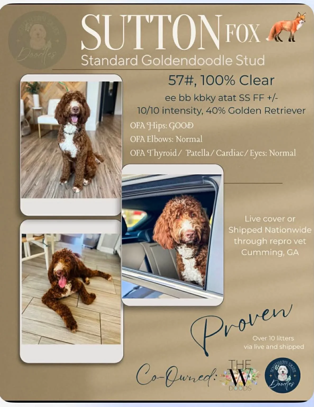 Standard English Goldendoodle Stud