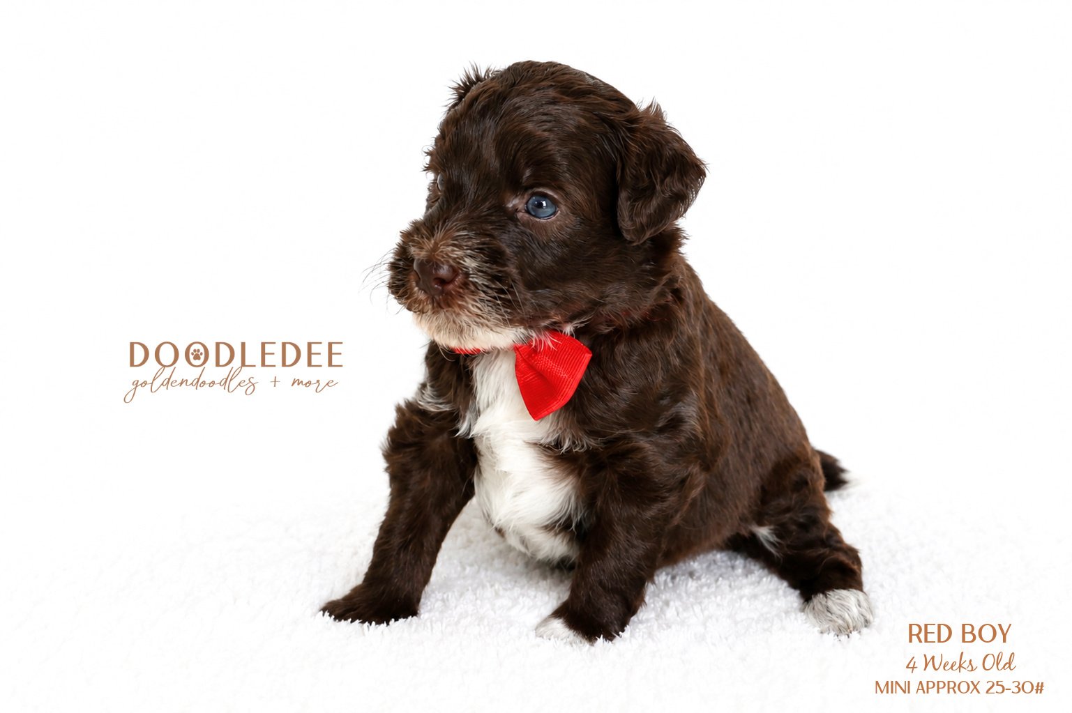 Petite / Mini Goldendoodle AVAILABLE $3,000
