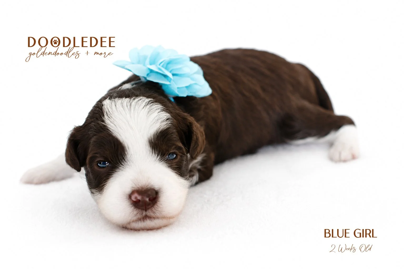 MIni English Goldendoodles