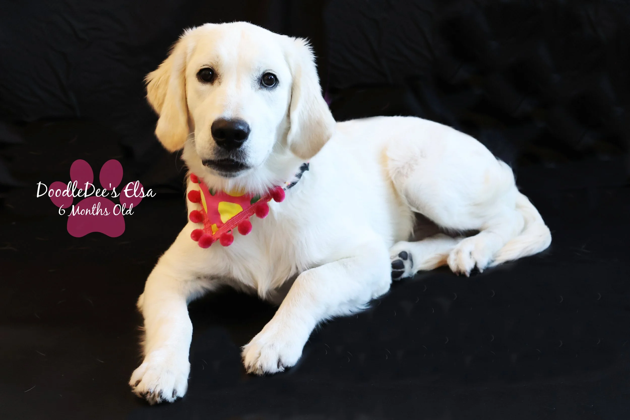 English Golden Retreiver-6 Months Old