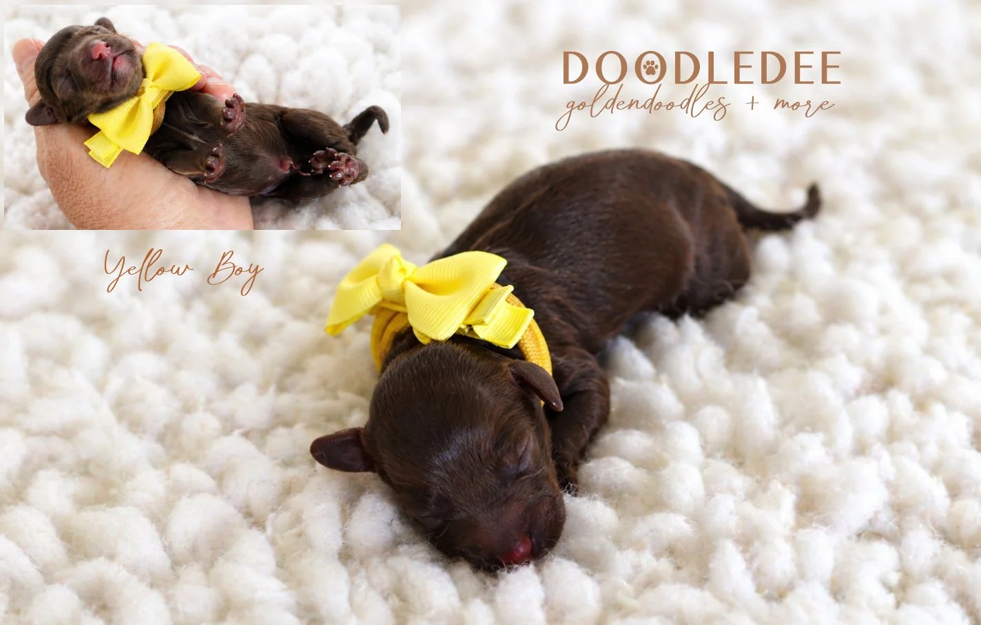 Micro Mini English Goldendoodles