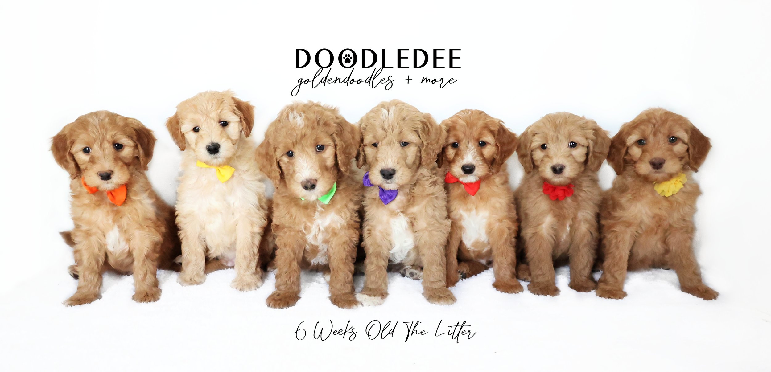 Goldilocks PAST Puppies