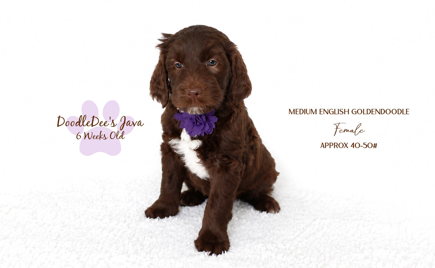 Medium Chocolate English Goldendoodle