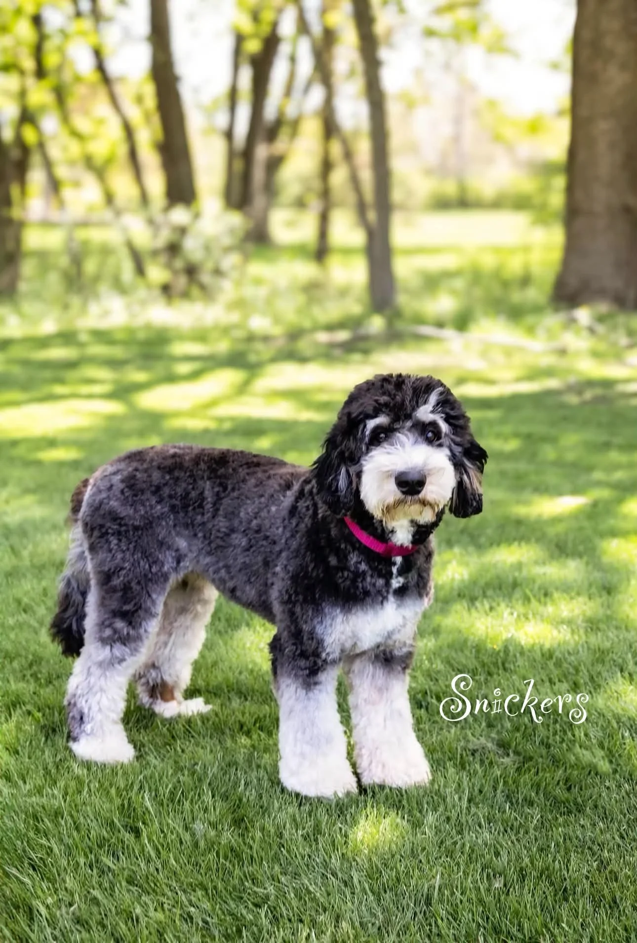 Snickers- Mini Bernedoodle