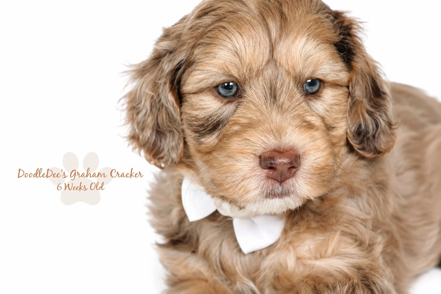 Mini Chocolate Phantom Merle English Goldendoodle Stud 