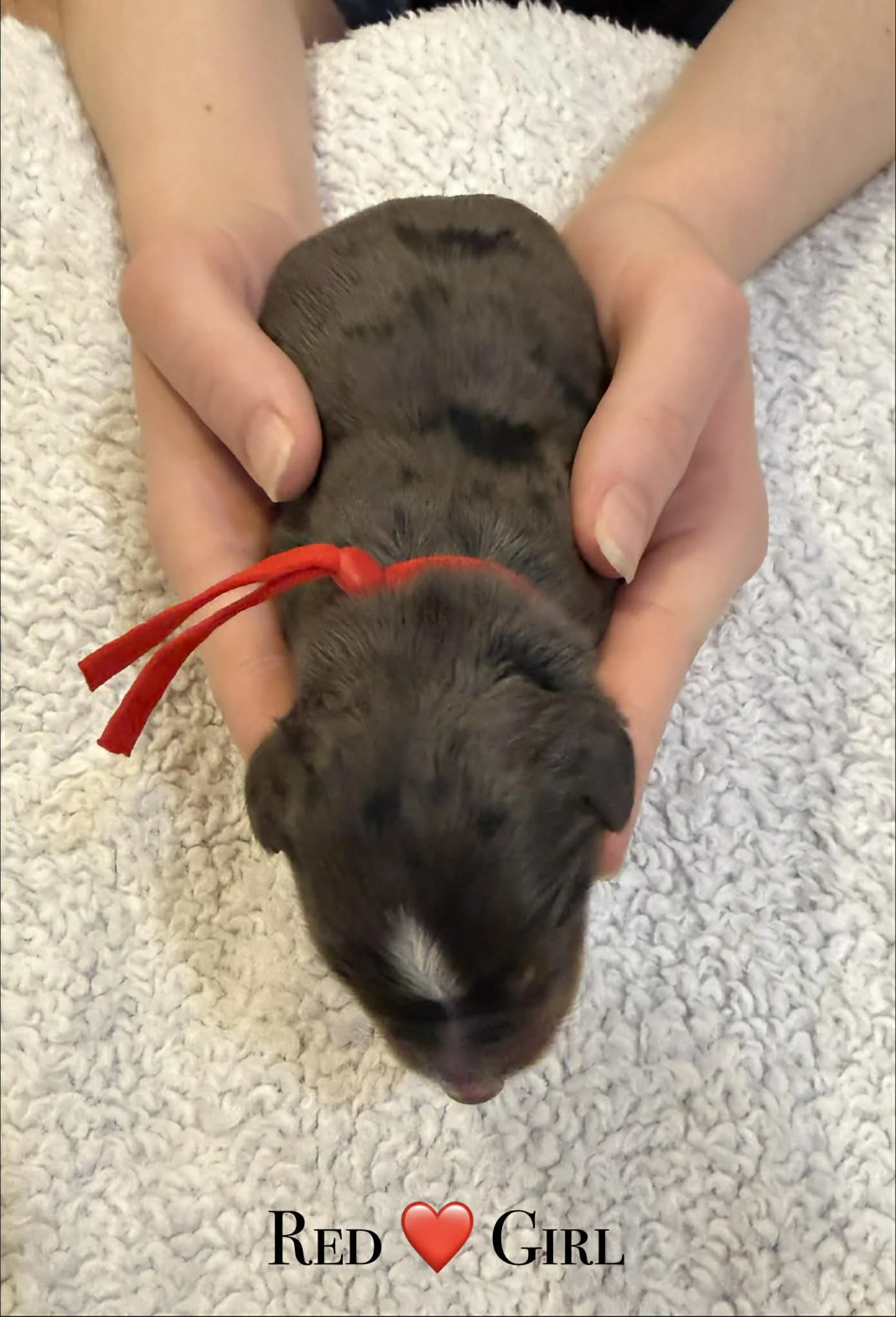 Merle Bernedoodle puppies