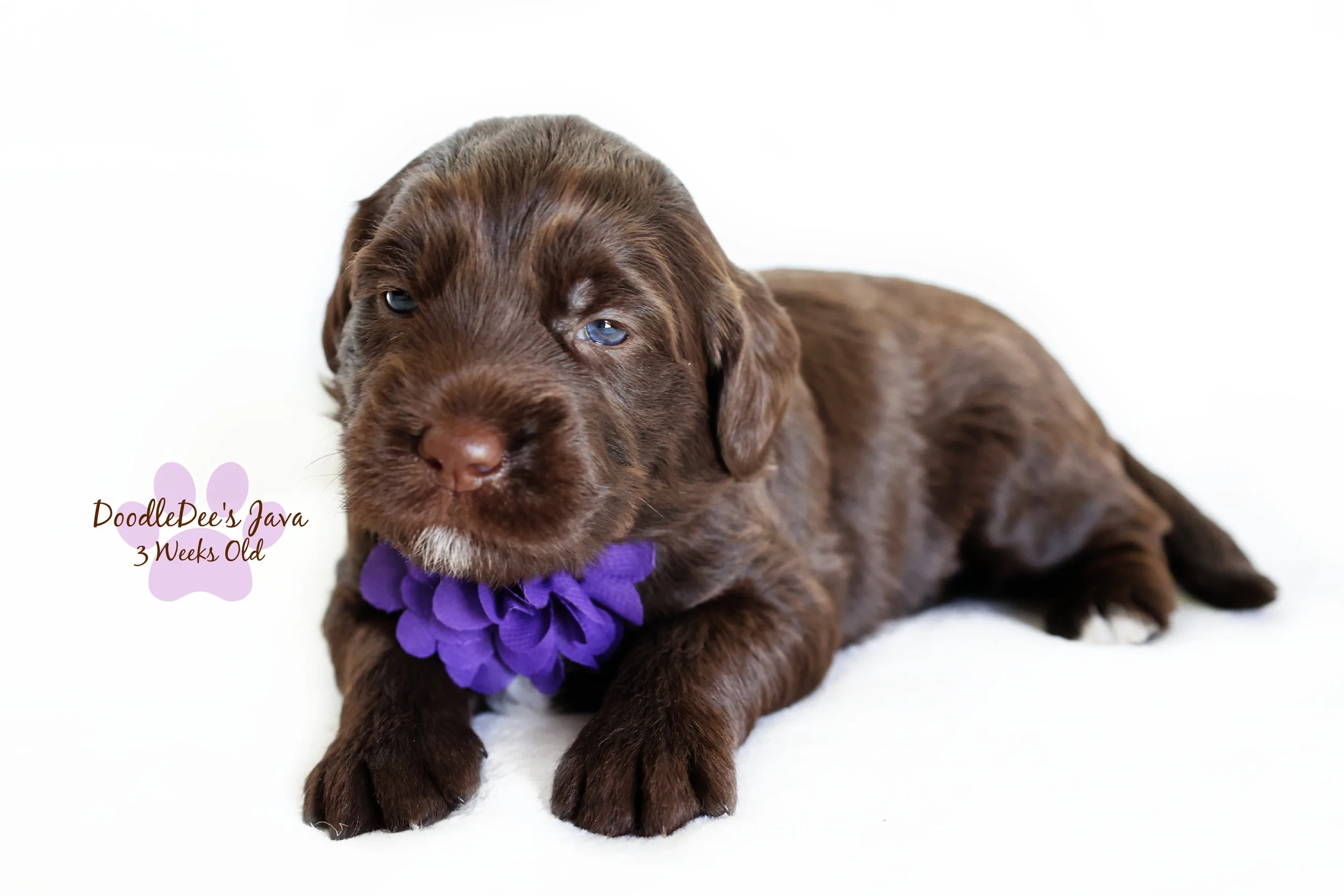 Medium English Goldendoodle