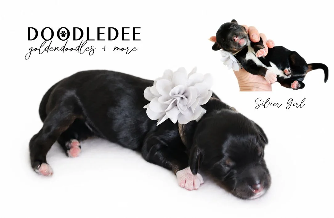 Mini Bernedoodle | Medium Bernedoodle | Standard Bernedoodle