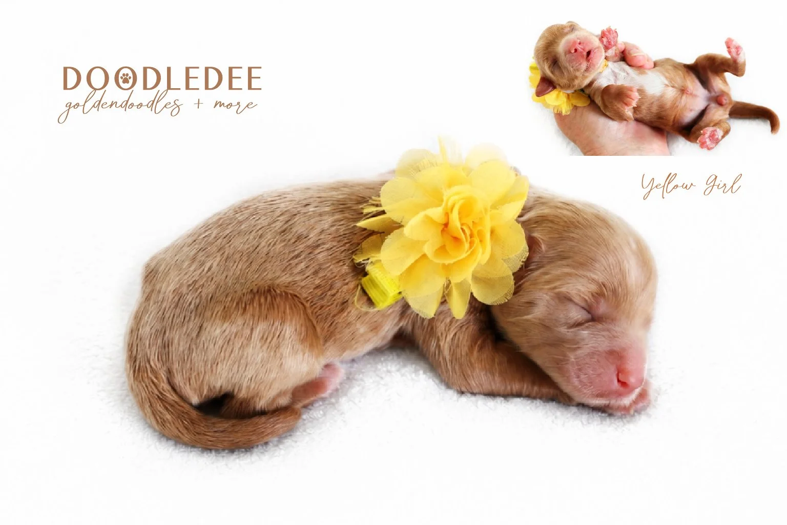 Mini English Goldendoodle Puppies | Medium English Goldendoodle Puppies