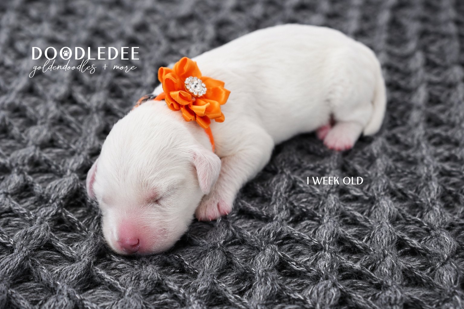 Mini English Cream Goldendoodle
