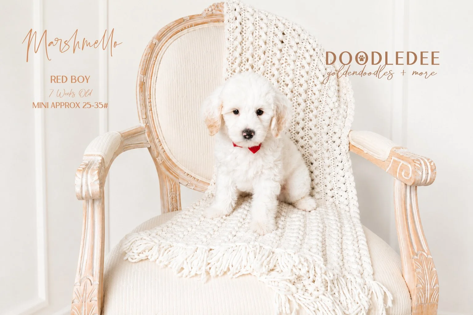 Mini Englsih Goldendoodle Male $3,000