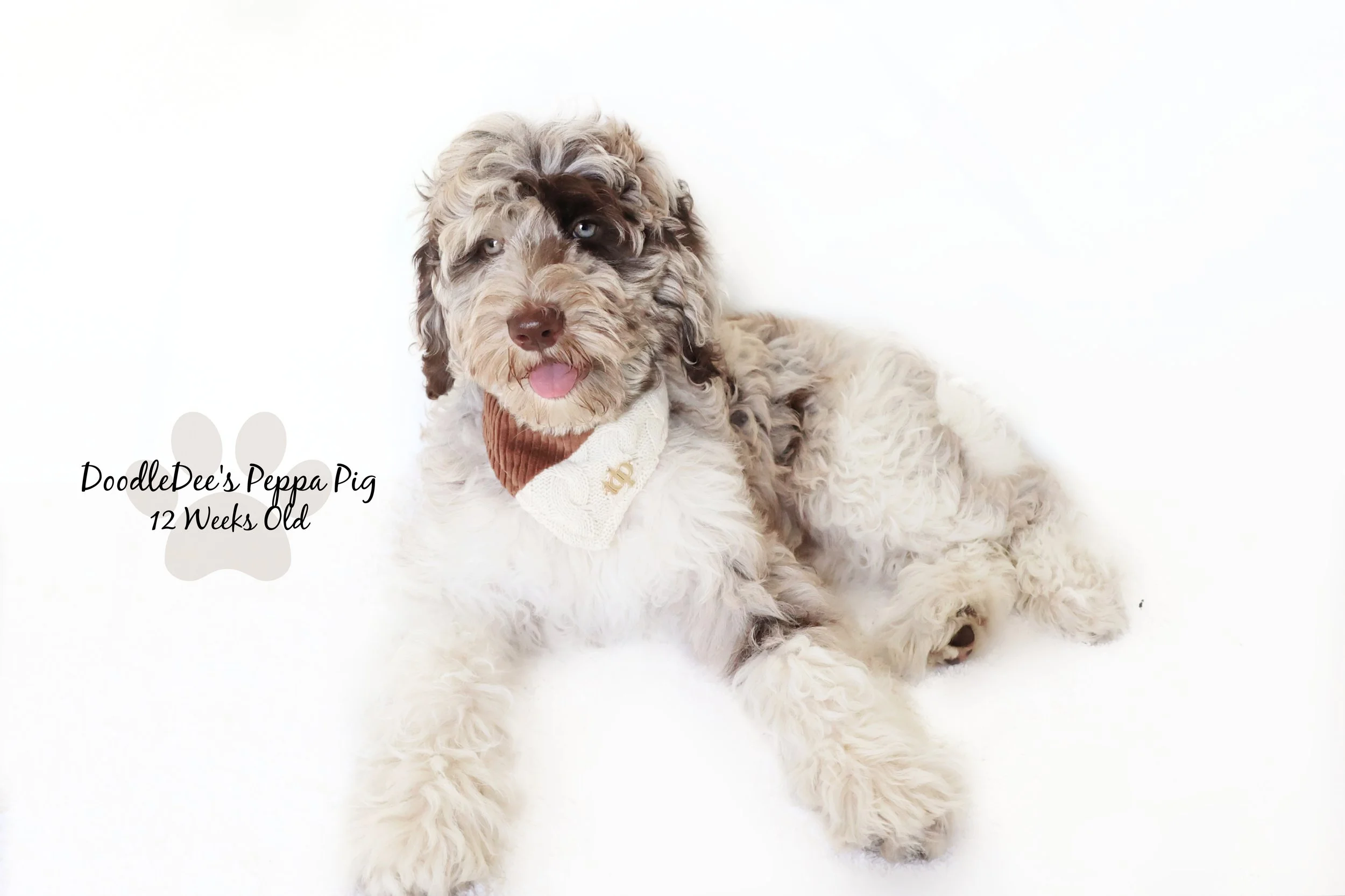 Chocolate Merle English Goldendoodle