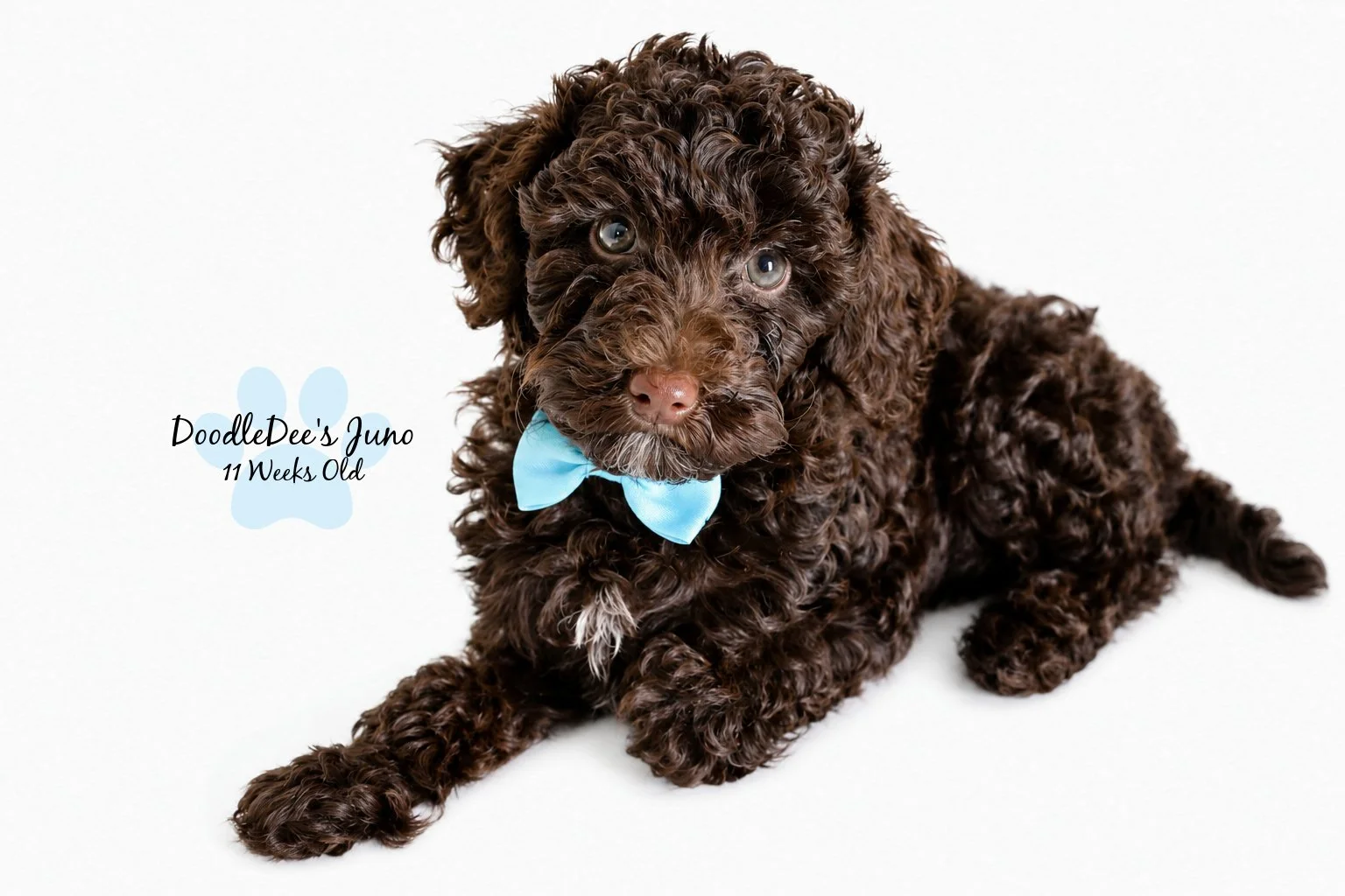 Micro Mini English Goldendoodle