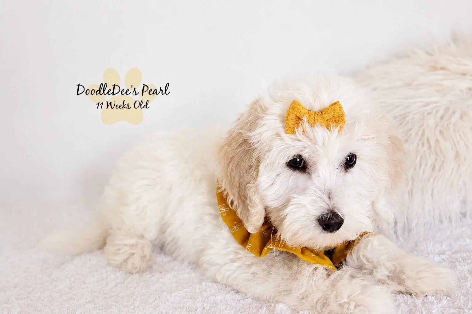 Mini English Cream Goldendoodle
11 Weeks Old 4.4#