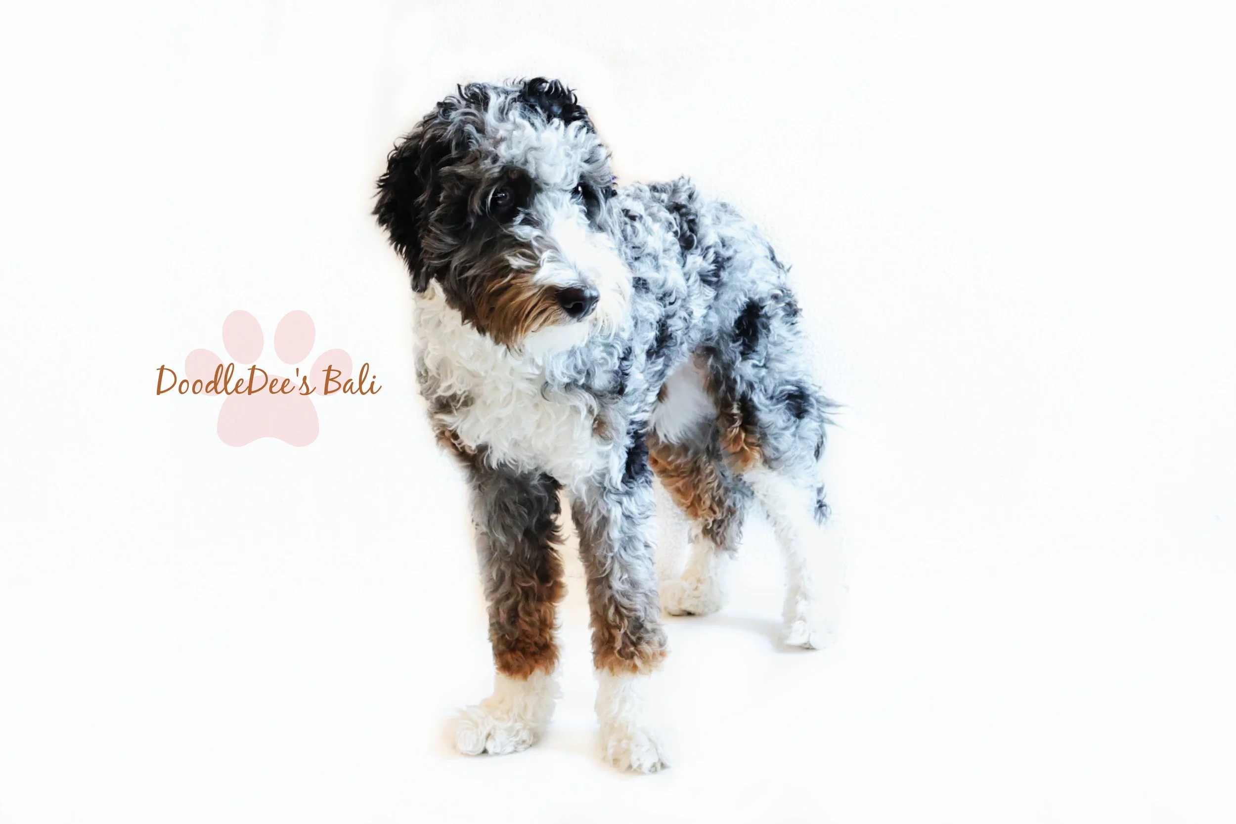 Medium Bernedoodle -36#