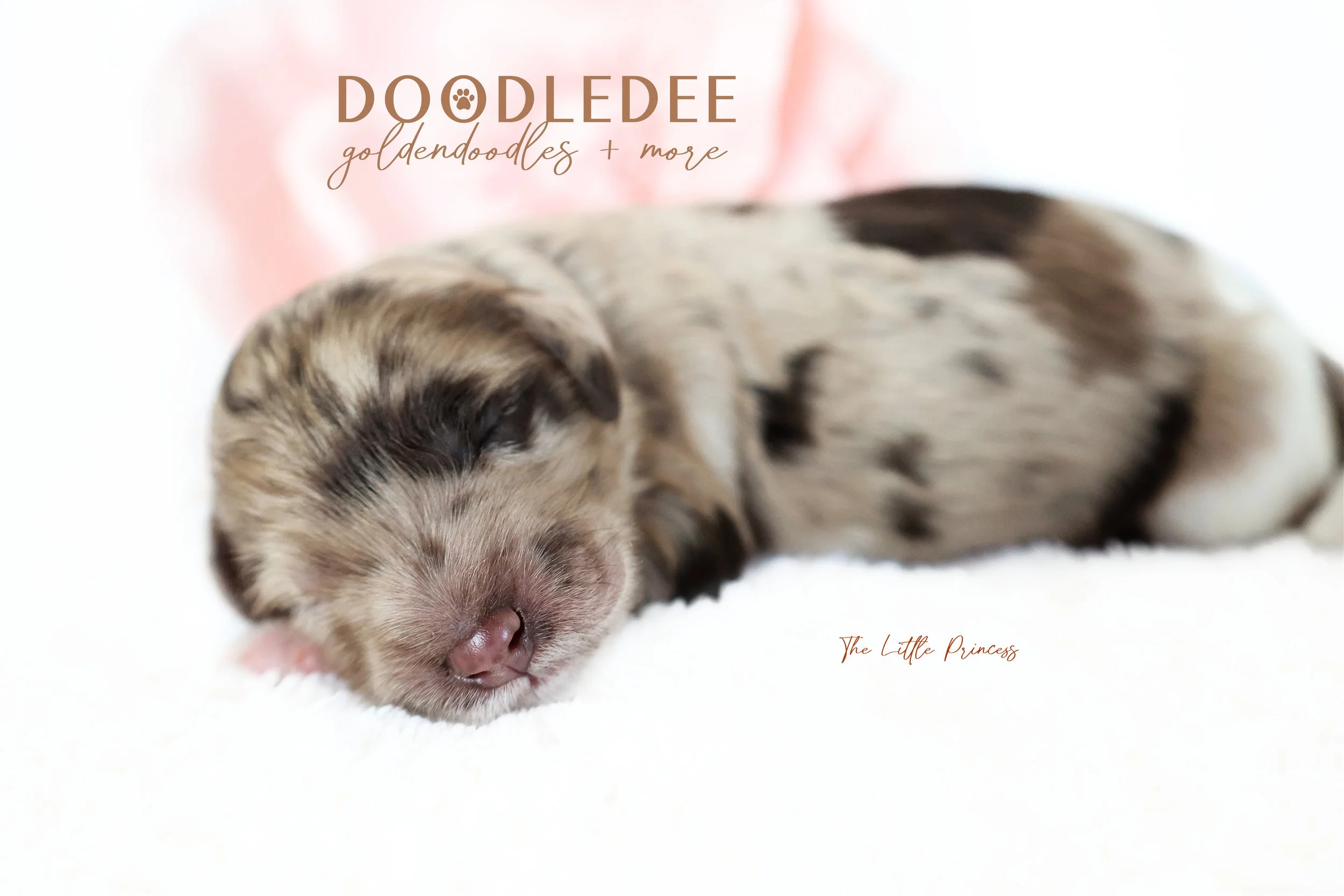 Chocolate Merle English Goldendoodle