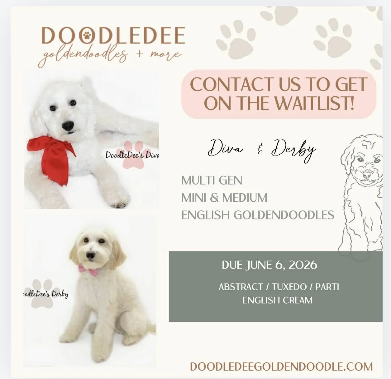Mini English Goldendoodle Puppies