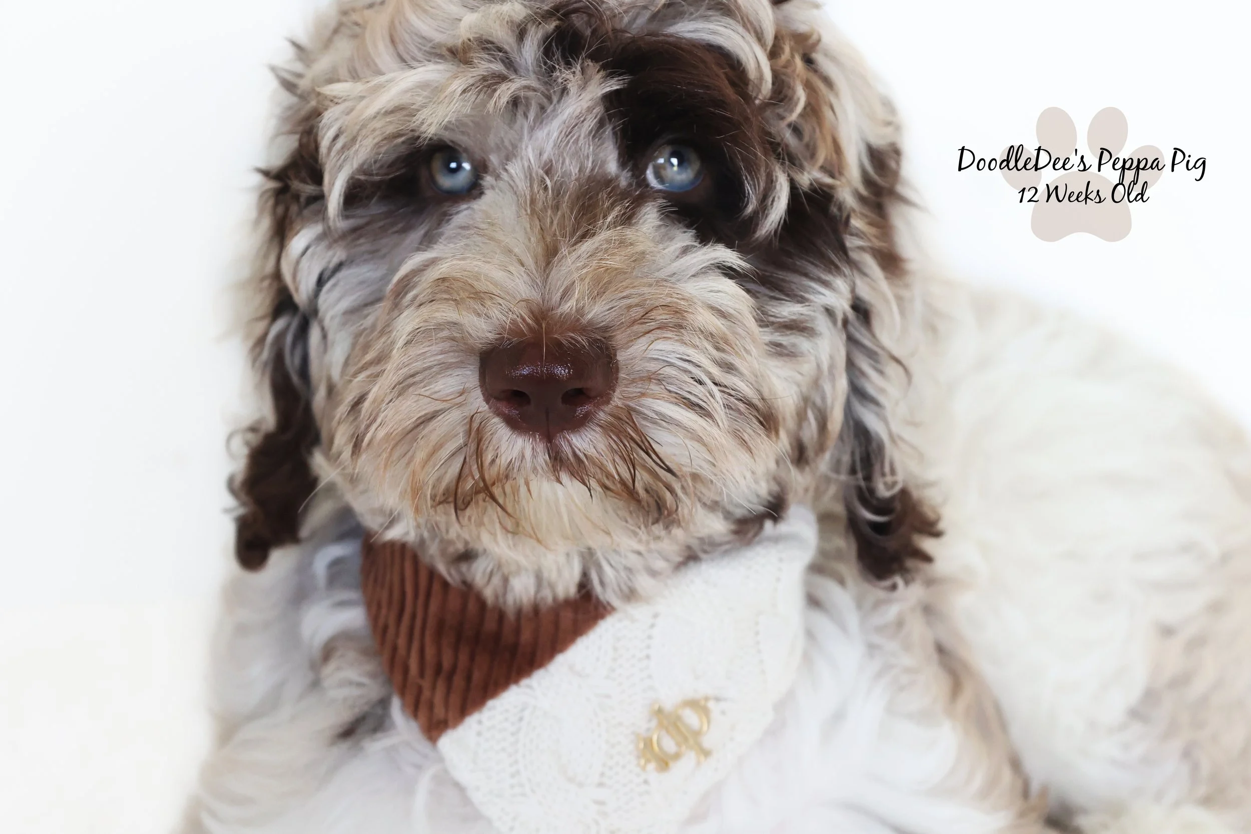 Chocolate Merle English Goldendoodle