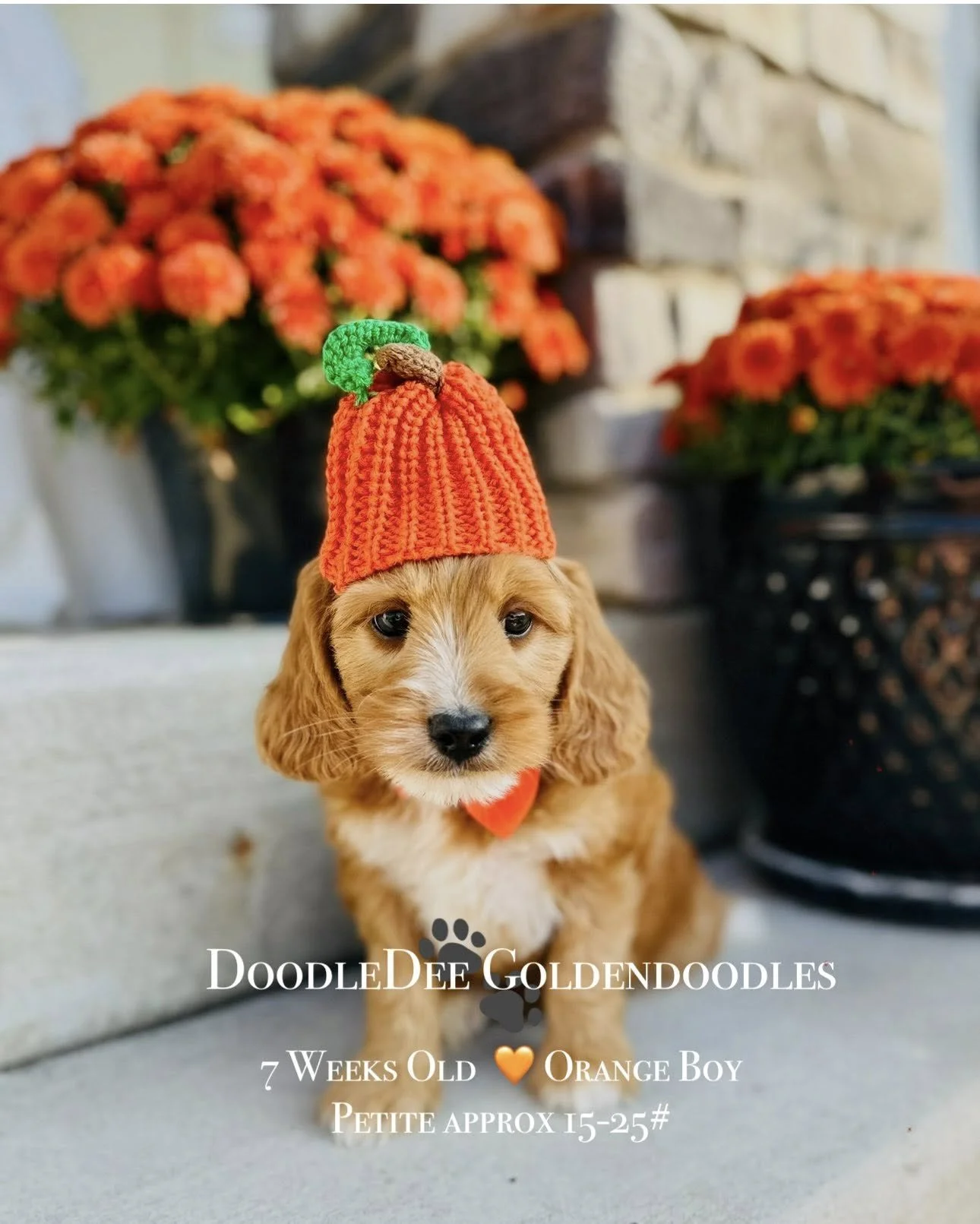 Petite English Goldendoodle AVAILABLE $3,000