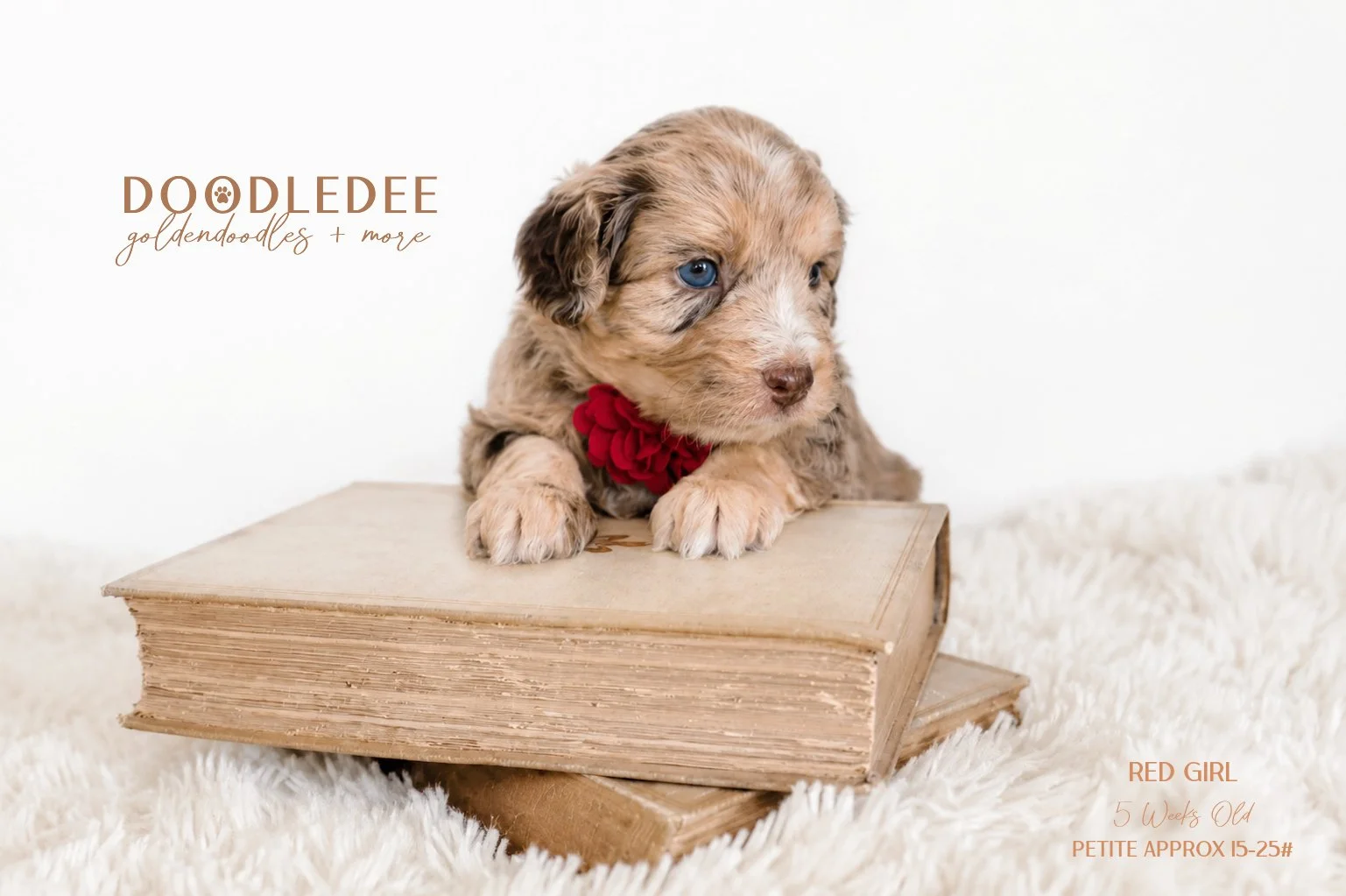 Petite English Goldendoodle | Mini English Goldendoodle AVAILABLE $4,000