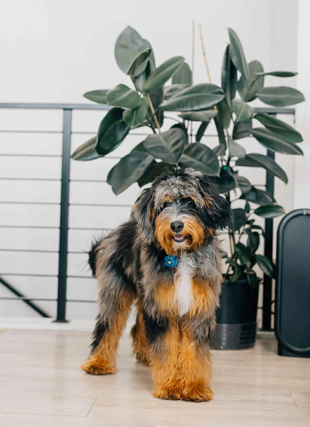 Sire- Cinnamon Toast Crunch Stud