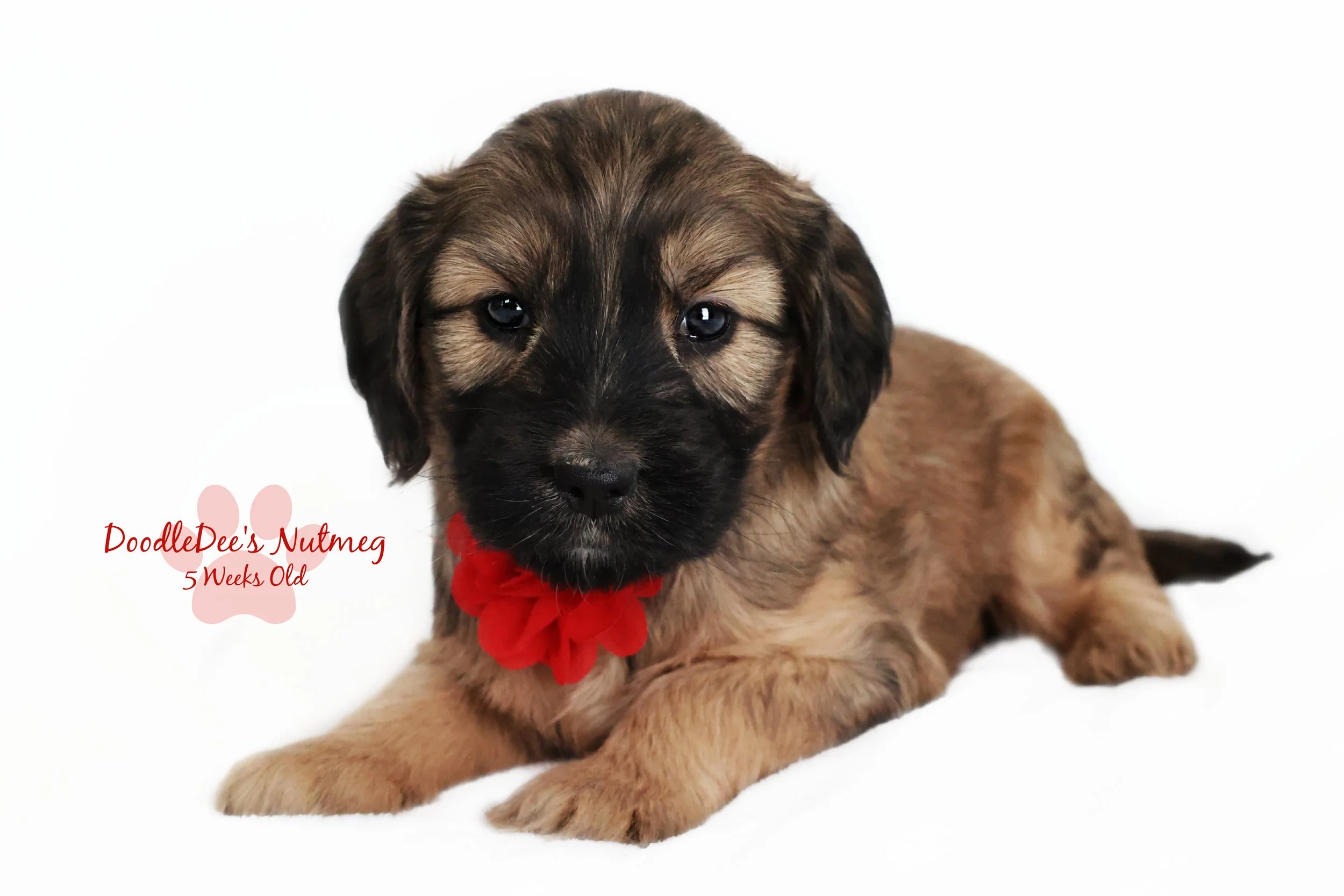 Petite Sable English Goldendoodle