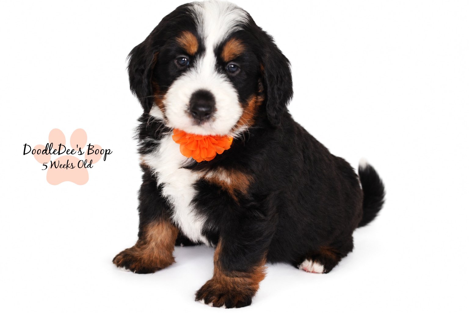 Medium Ultra Bernedoodle | Standard Ultra Bernedoodle 